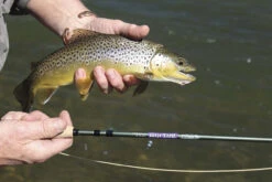 St. Croix Mojo Trout Fly Rods -Saltwater Fishing Tackle Store st croix mojo trout fly rods 41953.1697051535